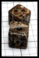 Dice : Dice - 6D - Fossilized Snail Shell - eBay Dec 2016